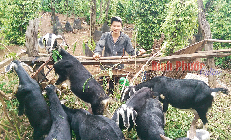 Thanh niên Trần Văn Hiệu dám nghĩ, dám làm