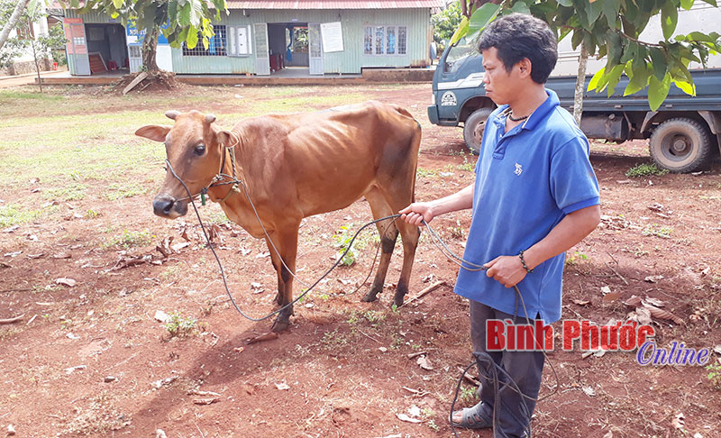 Bù Đăng trao bò giống cho hộ nghèo