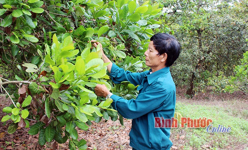  “Bí kíp” trồng điều của nhà nông Phan Viết Hùng