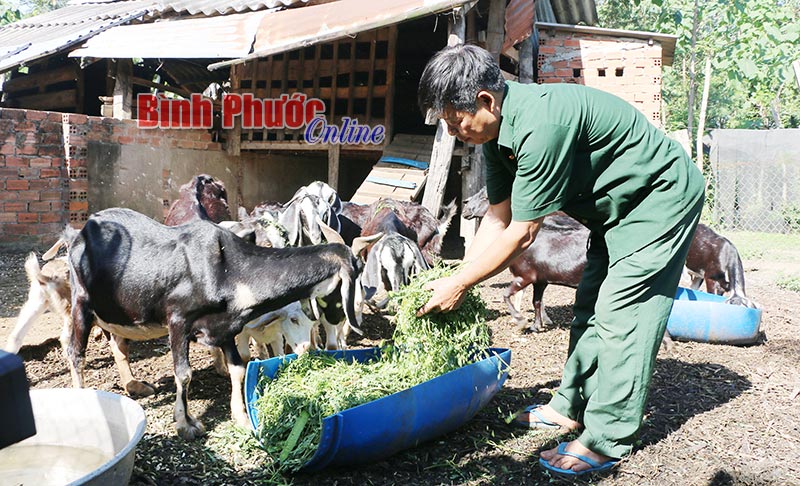 Giá dê xuống thấp, nông dân gặp khó