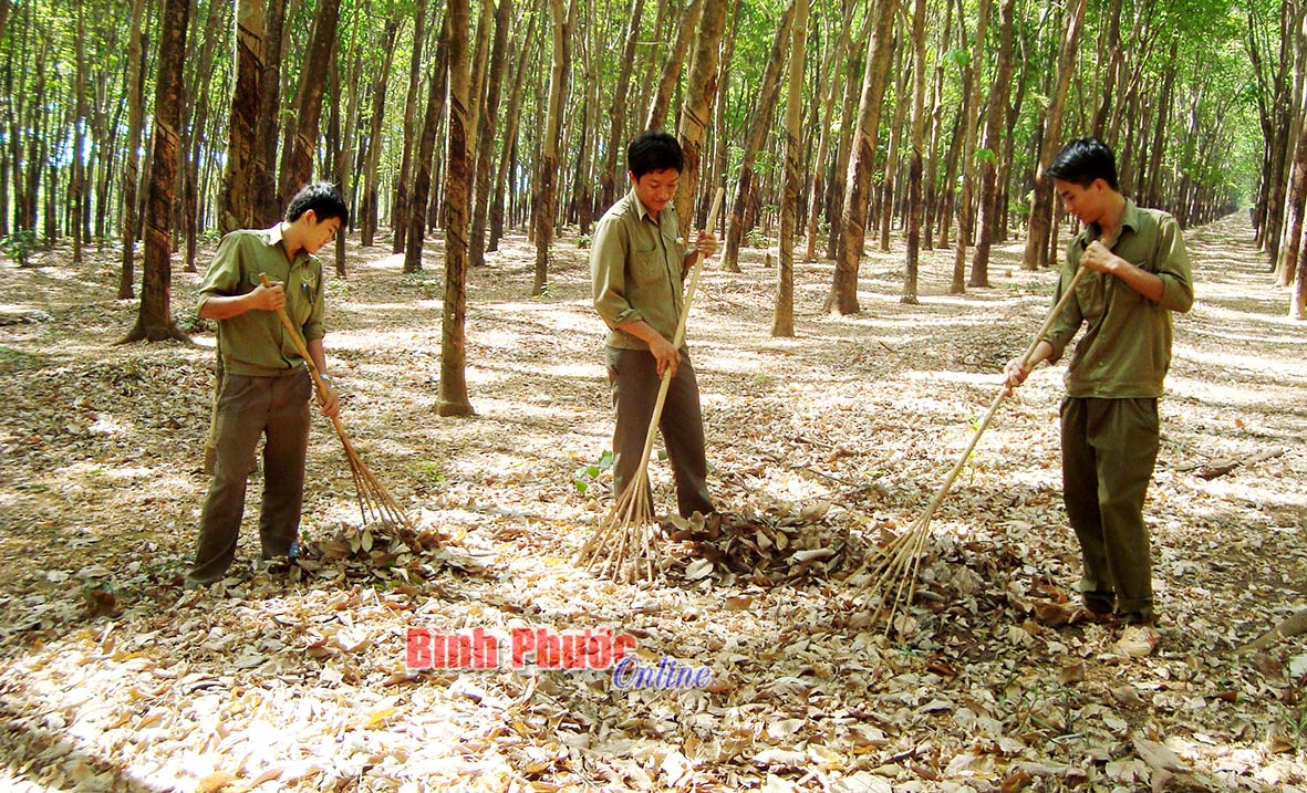 Lực lượng bảo vệ Nông trường cao su Tân Lợi quét gom lá cao su phòng, chống cháy