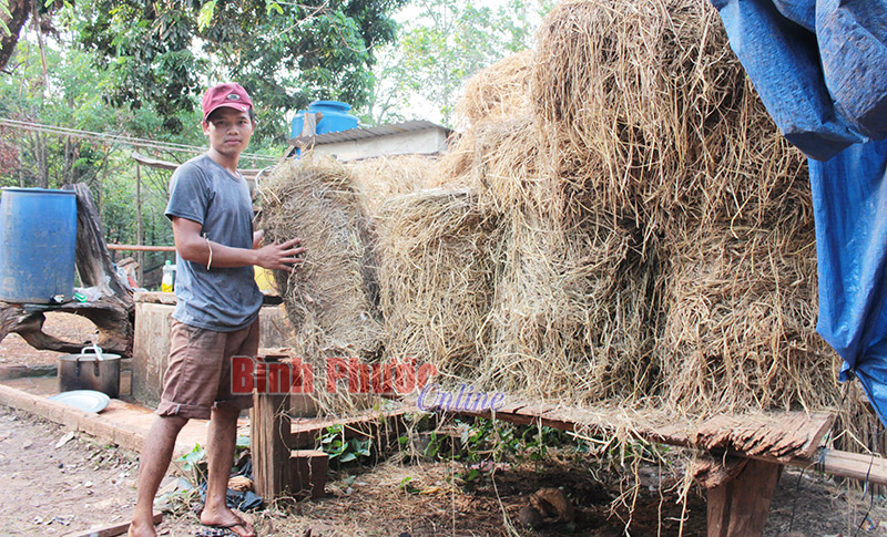 Khan hiếm thức ăn cho trâu, bò trong mùa khô