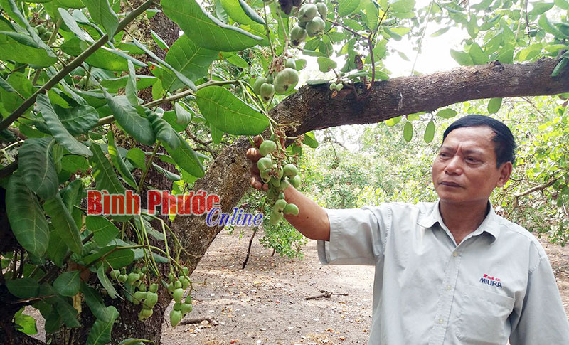 Tín hiệu vui cho nông dân trồng điều Bình Thắng