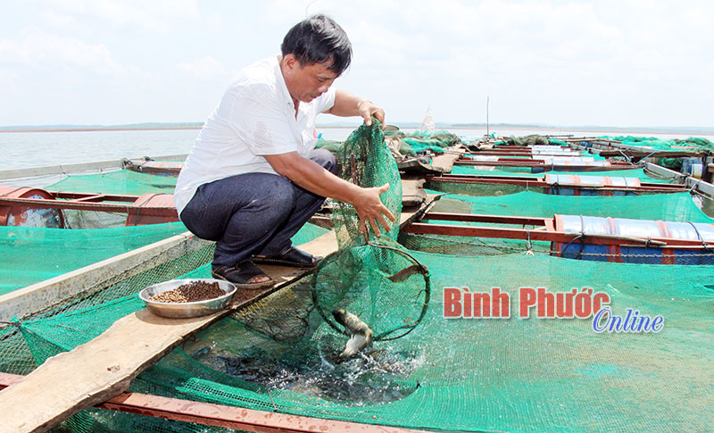 Làm giàu từ nuôi cá trên lòng hồ thủy điện Thác Mơ