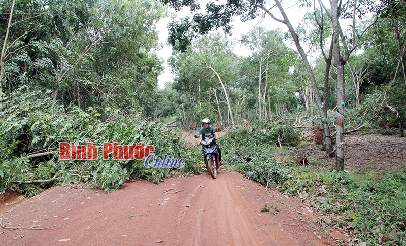 Lốc xoáy quét qua vườn cây của người dân xã Tân Thành