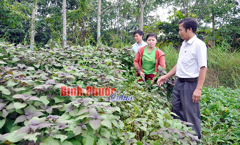 Gắn phát triển kinh tế với xây dựng đô thị văn minh