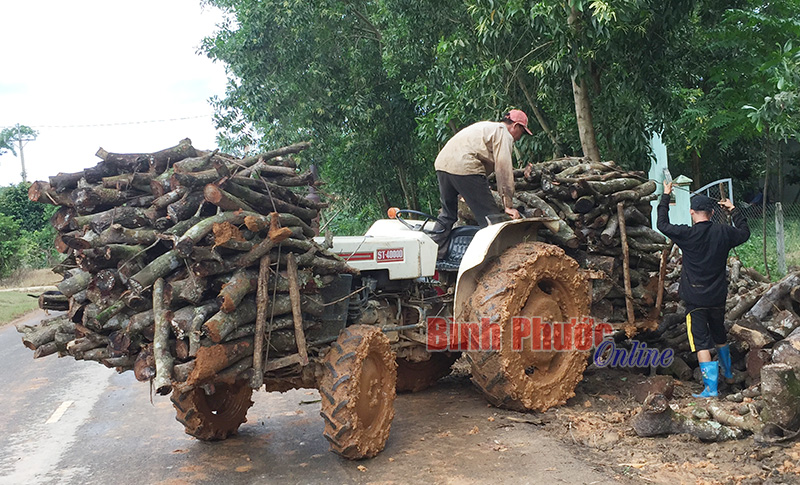 Nông dân Đăng Hà lại cưa điều!