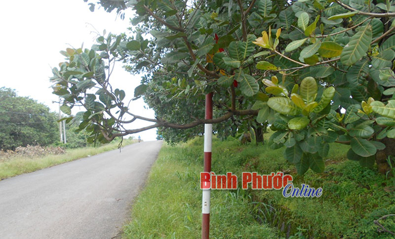 Biển báo có... như không!