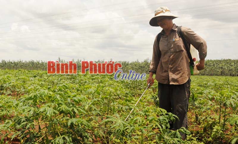 Hớn Quản: 433 ha mì bị bệnh khảm lá