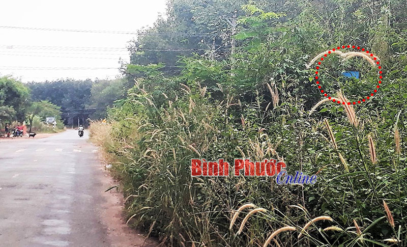 Biển chỉ đường trong bụi rậm