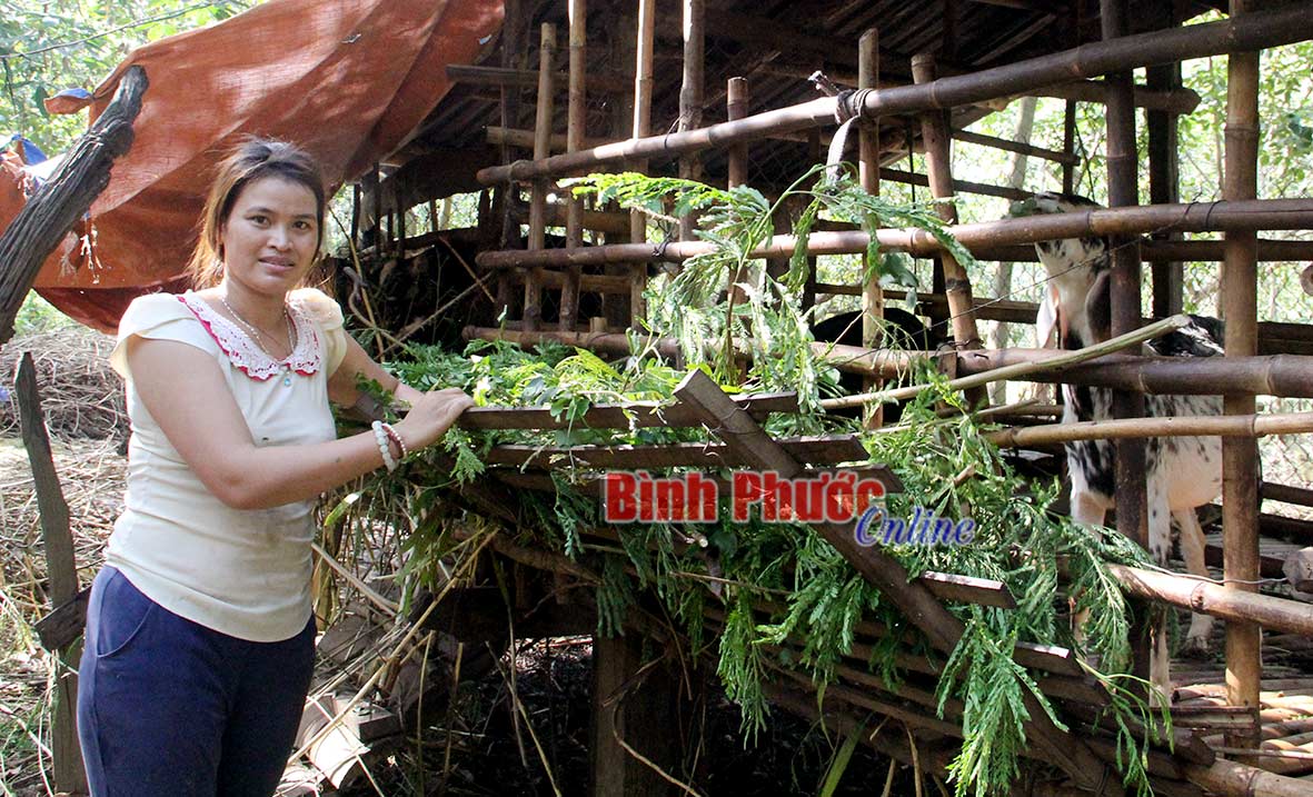 Chị Thị Zét chăm sóc đàn dê tốt để cải thiện kinh tế gia đình