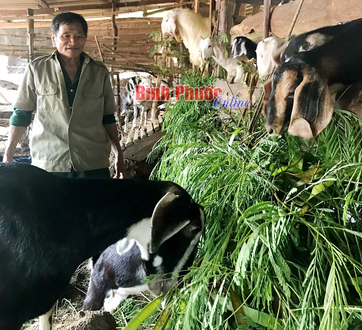 Chi hội trưởng cựu chiến binh ấp 7, x&atilde; Lộc H&ograve;a (Lộc Ninh) Đ&agrave;o Quang Thuận t&iacute;ch cực tham gia ph&aacute;t triển kinh tế gia đ&igrave;nh&nbsp;&nbsp;