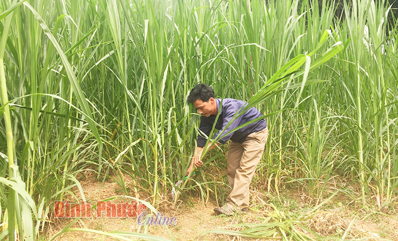 Chủ động thức ăn cho trâu, bò mùa khô hạn