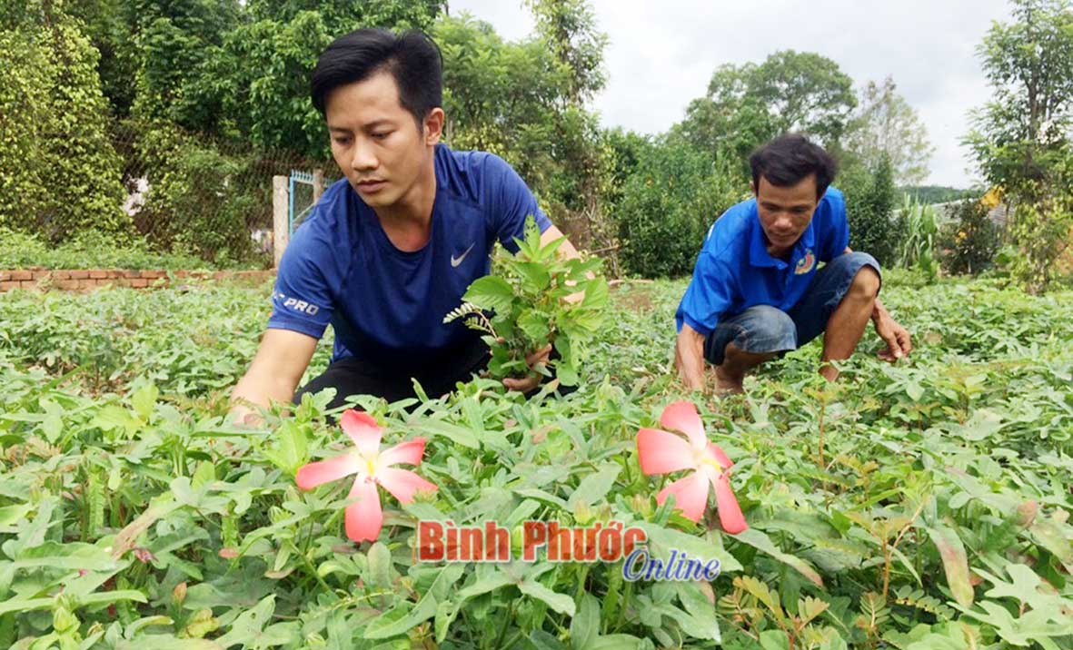 Hai anh Lưu Văn Long và Cao Văn Khương chăm sóc vườn sâm bố chính tại thị trấn Tân Phú (Đồng Phú)
