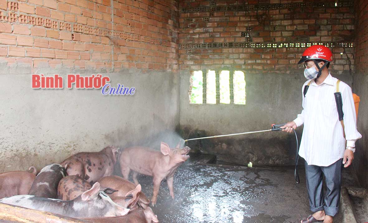 Trung tâm Dịch vụ nông nghiệp huyện Phú Riềng tổ chức phun thuốc tiêu độc, khử trùng khu vực chuồng trại của các hộ chăn nuôi lợn trên địa bàn