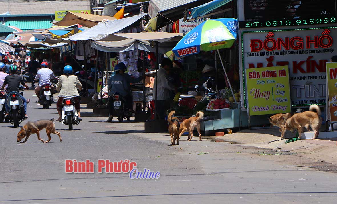 Đàn chó nuôi rông, không được rọ mõm của một hộ dân ở đường số 2, khu phố Xuân Bình, phường Tân Bình, TP. Đồng Xoài (ảnh minh họa) - K.B