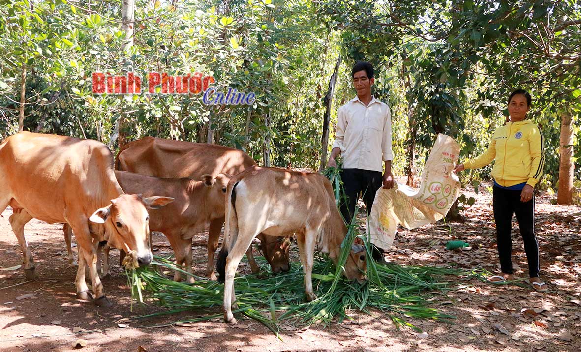 Vợ chồng chị Điểu Thị Ngơu chăm sóc đàn bò được đầu tư từ vốn vay Ngân hàng Chính sách xã hội