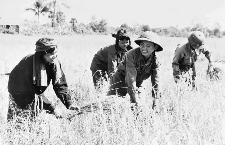  Bộ đội tình nguyện Việt Nam giúp nhân dân Campuchia thu hoạch lúa. (Ảnh: TTXVN)