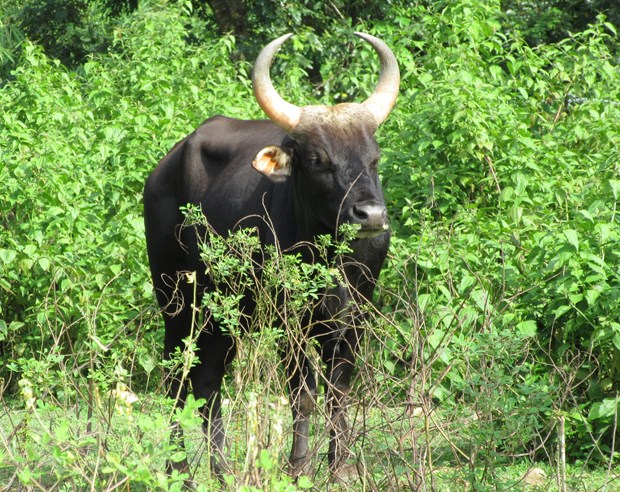 Ngan chan suy giam va suy thoai da dang sinh hoc o Viet Nam hinh anh 1