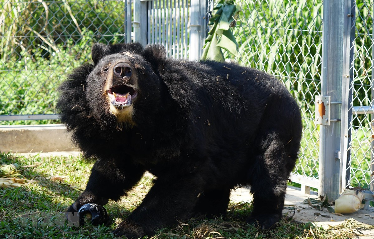 Cá thể gấu được giải cứu và chăm sóc tại Trung tâm. (Ảnh: Thùy Dung/TTXVN)