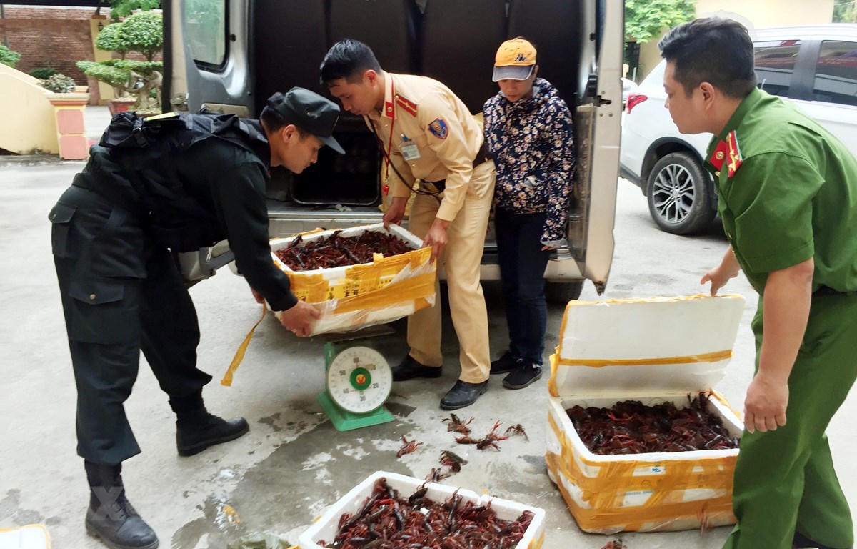 Ba thùng xốp đựng 49kg tôm hùm đất bị bắt giữ tại Lạng Sơn. (Ảnh: Thái Thuần/TTXVN)