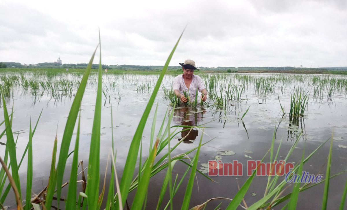 Kênh thoát nước bị lấp, 20 ha lúa ở Tân Thành bị ngập