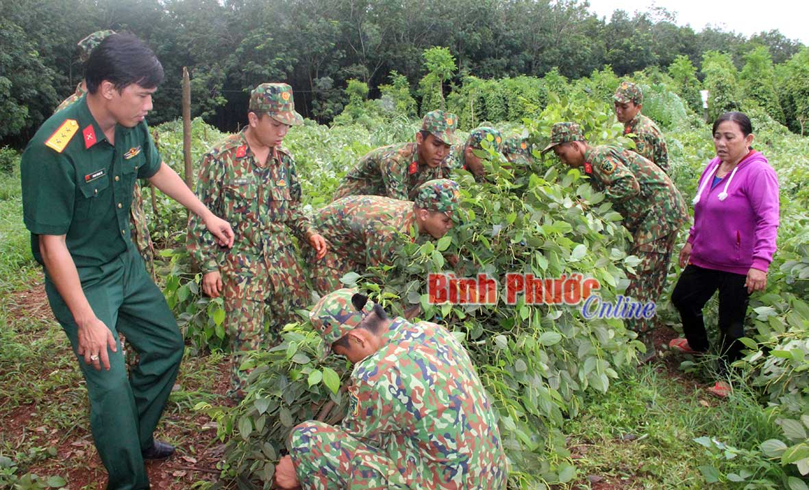 Cán bộ, chiến sĩ Đại đội 10 dựng lại trụ tiêu giúp hộ ông Nguyễn Văn Dương ở ấp Bù Tam, xã Hưng Phước (Bù Đốp) bị lốc xoáy gây thiệt hại ngày 31-7-2019