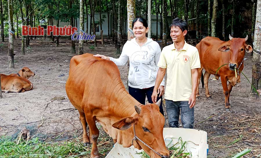 Anh Trần Xuân Quý ở ấp Suối Ngang, xã Nha Bích (Chơn Thành) đưa Tổ trưởng Tổ tiết kiệm và vay vốn thăm đàn bò của gia đình