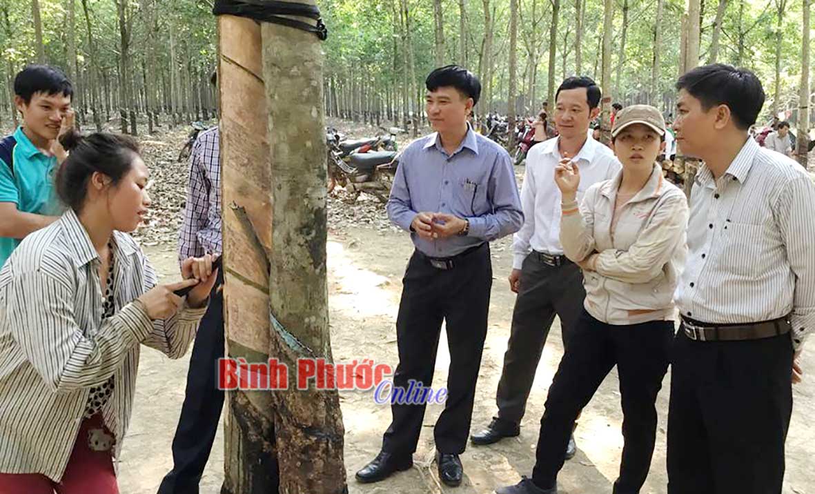 Lãnh đạo Hội Nông dân tỉnh và huyện Đồng Phú kiểm tra lớp dạy nghề cạo mủ cao su tại Nông trường cao su Tân Hòa