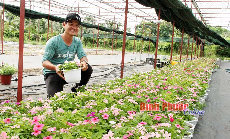 Anh Nguyễn Văn Huy, chủ trang trại rau và hoa Phúc Gia Huy chăm sóc hoa trồng theo hướng nông nghiệp công nghệ cao