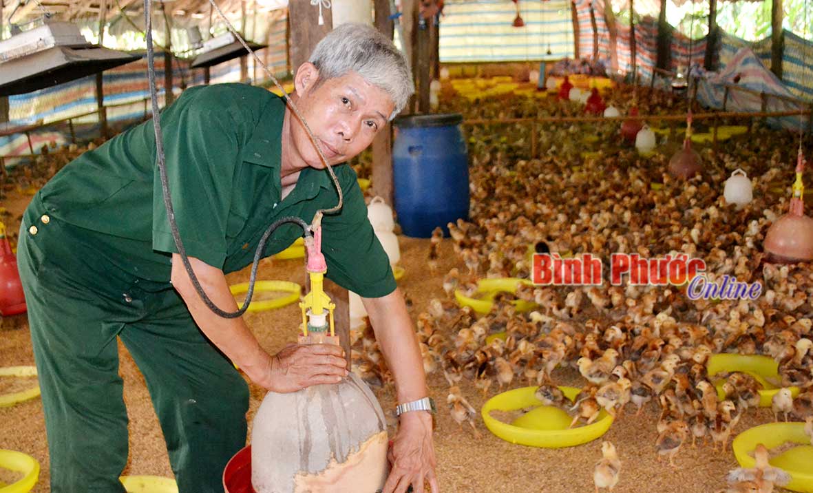 Cựu chiến binh Tô Quốc Tuấn ở ấp 3, thị trấn Chơn Thành (Chơn Thành) nuôi gà gia công cho hiệu quả kinh tế ổn định