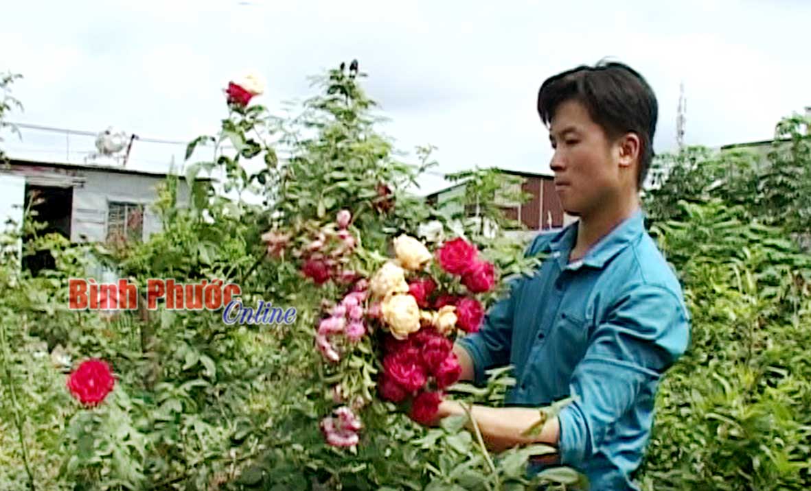Anh Ngô Minh Cường chăm sóc, cắt tỉa cành cho cây hoa hồng