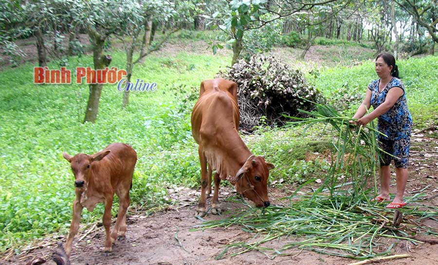 Gia đình chị Lâm Thị Lạt được hỗ trợ bò sinh sản