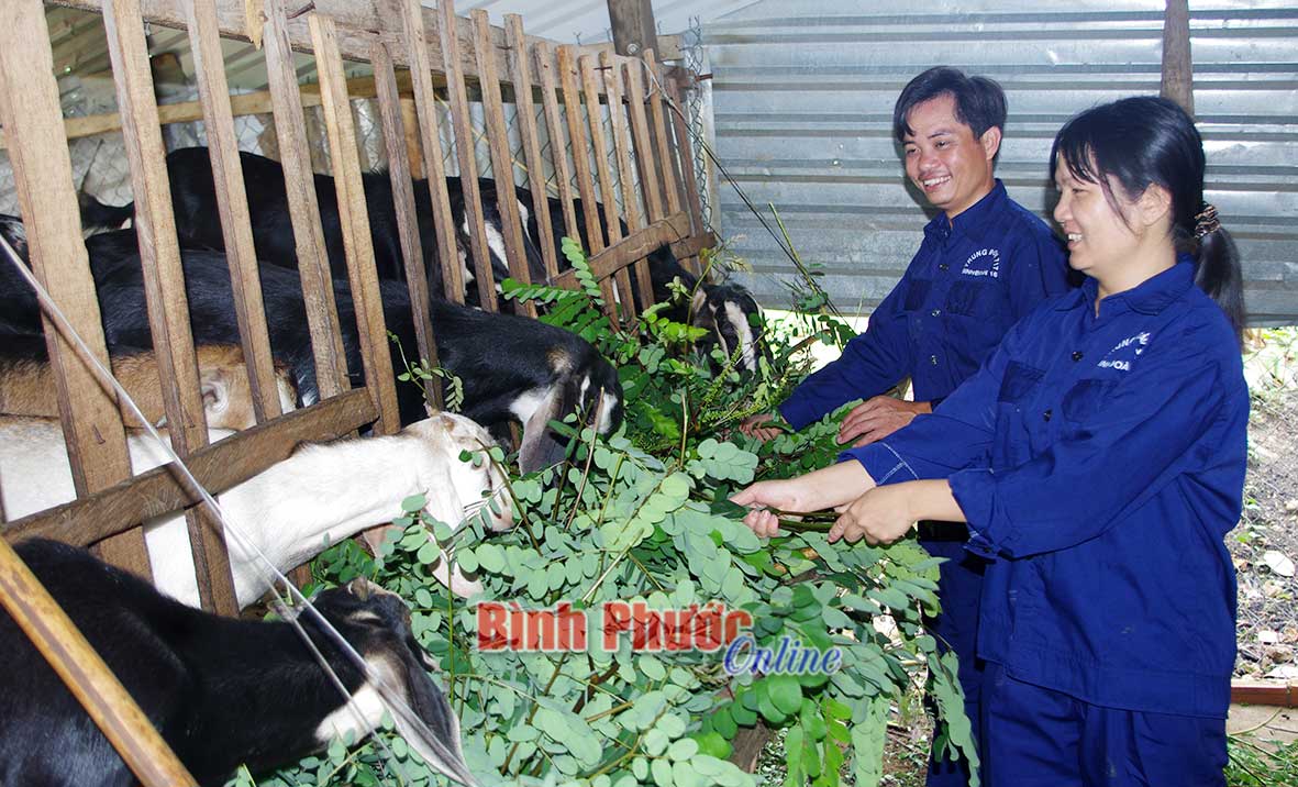 Công nhân Trung đoàn 717 phát triển mô hình chăn nuôi tổng hợp để tăng thu nhập, cải thiện cuộc sống