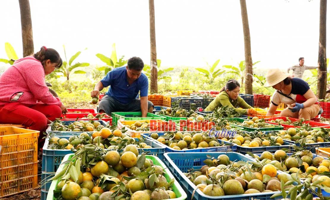 2,428 tỷ đồng giúp nông dân phát triển kinh tế