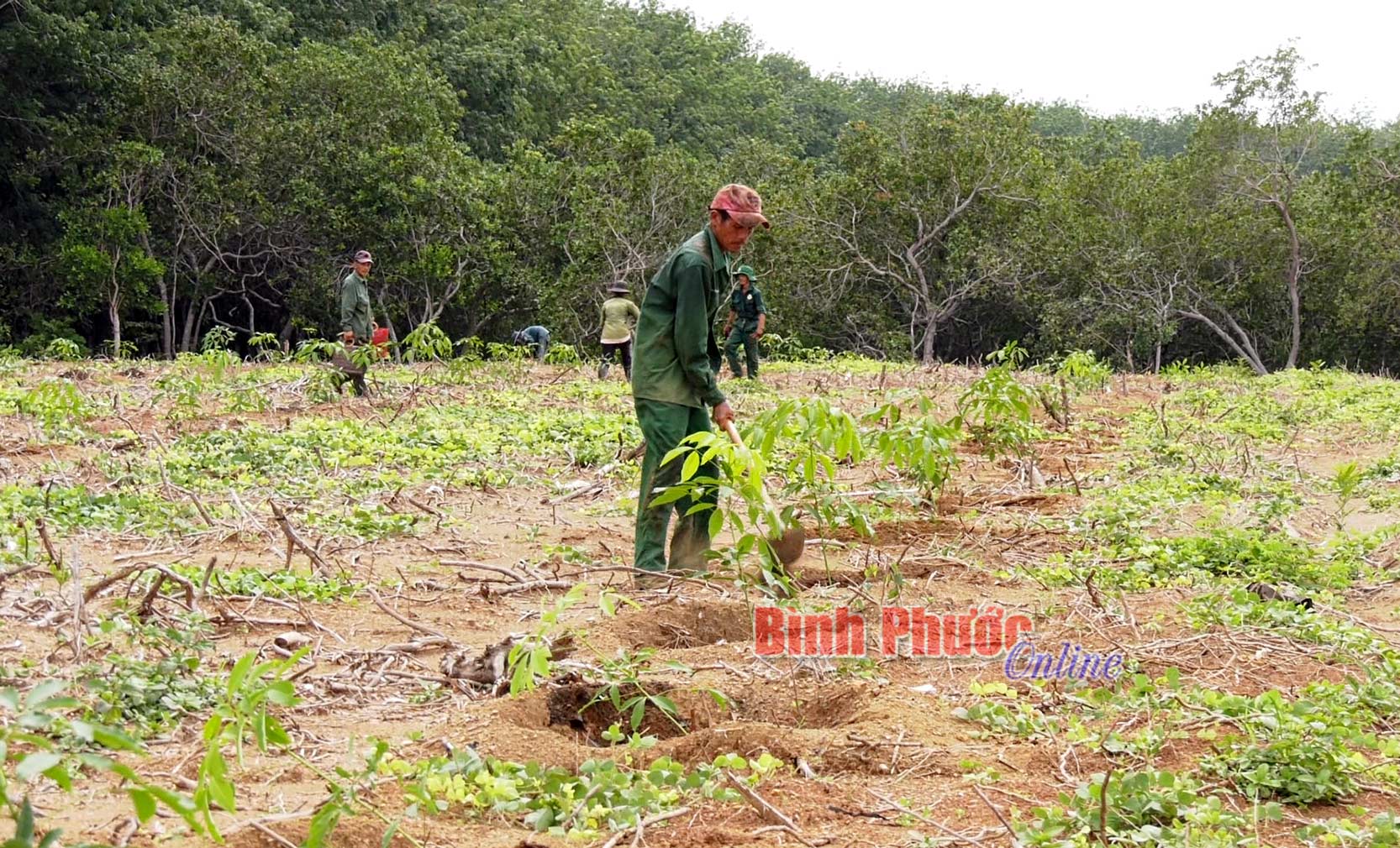 Cao su Phú Riềng phát triển rừng cao su bền vững