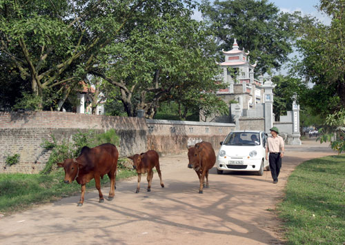 Bò và taxi cùng đi qua cổng đền thờ An Dương Vương