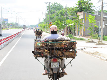 Xử lý triệt để nhập lậu động vật qua biên giới