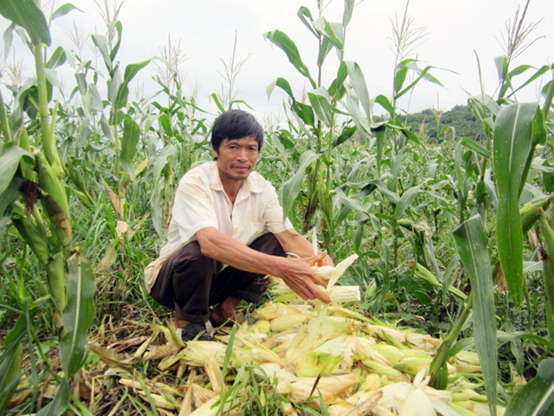 Bắp chưa thu hoạch đã nảy mầm