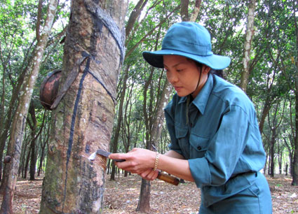 Năm 2012, năng suất vườn cây của cao su Đồng Phú cao nhất toàn ngành