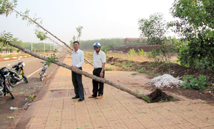 Mưa lốc làm đổ cây, sập nhà xưởng ở Đồng Xoài