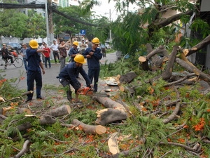 TP HCM: Cây xanh gãy đổ làm một người đi đường bị thương