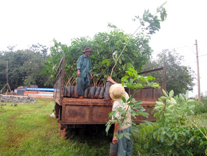 Kinh nghiệm trồng bầu 4