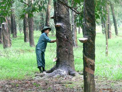 Nông sản tăng giá