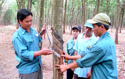 Nông trường Quản Lợi: 6 năm liên tục đạt năng suất trên 2 tấn/ha