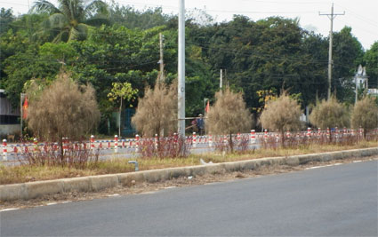 Cây phi lao bị chết hàng loạt trên QL14