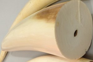 Phát hiện 4,2kg ngà voi châu Phi trong kiện hàng quần áo