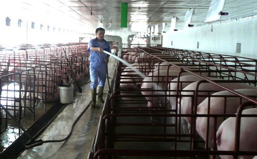 Doanh nghiệp chăn nuôi gia súc tập trung được hỗ trợ