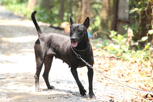 6 chú chó Phú Quốc đầu tiên lên tàu hải quân ra Trường Sa