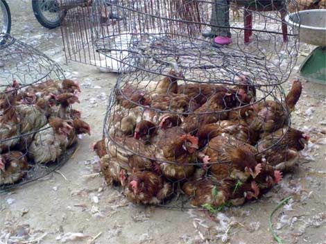 Nguy cơ cúm A(H7N9) xâm nhập vào Việt Nam